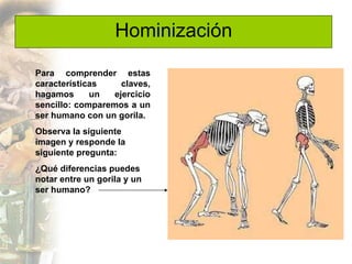 Hominización

Para comprender estas
características     claves,
hagamos      un   ejercicio
sencillo: comparemos a un
ser humano con un gorila.
Observa la siguiente
imagen y responde la
siguiente pregunta:
¿Qué diferencias puedes
notar entre un gorila y un
ser humano?
 