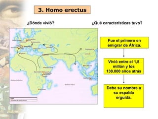 3. Homo erectus

¿Dónde vivió?          ¿Qué características tuvo?



                               Fue el primero en
                               emigrar de África.
                         .


                               Vivió entre el 1,8
                                 millón y los
                              130.000 años atrás



                              Debe su nombre a
                                 su espalda
                                  erguida.
 
