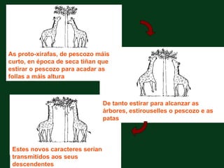 As proto-xirafas, de pescozo máis
curto, en época de seca tiñan que
estirar o pescozo para acadar as
follas a máis altura



                                 De tanto estirar para alcanzar as
                                 árbores, estirouselles o pescozo e as
                                 patas



 Estes novos caracteres serían
 transmitidos aos seus
 descendentes
 