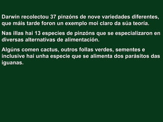 Darwin recolectou 37 pinzóns de nove variedades diferentes,
que máis tarde foron un exemplo moi claro da súa teoría.
Nas illas hai 13 especies de pinzóns que se especializaron en
diversas alternativas de alimentación.
Algúns comen cactus, outros follas verdes, sementes e
inclusive hai unha especie que se alimenta dos parásitos das
iguanas.
 