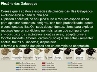 Pinzóns das Galápagos

Creese que as catorce especies de pinzóns das illas Galápagos
evolucionaron a partir dunha soa.
O pinzón ancestral, co seu pico curto e robusto especializado
para aplastar sementes, emigrou, con toda probabilidade, dende
o continente as illas.Os seus descendentes, libres para explotar
recursos que en condicións normais terían que compartir con
sílvidos, paxaros carpinteiros e outras aves, adaptáronse a
tódolos hábitats (árbores, cactus ou solo) e alimentos (sementes,
cactus, froitos ou insectos) dispoñibeis.
A forma e o tamaño dos picos son un exemplo de adaptación.
 