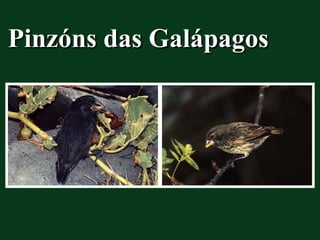 Pinzóns das Galápagos
 