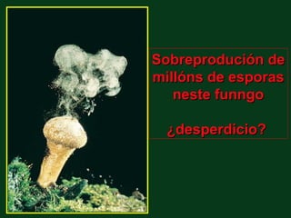 Sobreprodución de
millóns de esporas
   neste funngo

  ¿desperdicio?
 