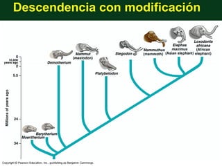 Descendencia con modificación
 