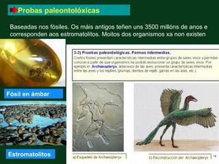 Probas paleontolóxicas

 Baseadas nos fósiles. Os máis antigos teñen uns 3500 millóns de anos e
 corresponden aos estromatolitos. Moitos dos organismos xa non existen




Fósil en ámbar




Estromatolitos
 
