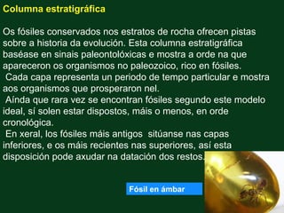 Columna estratigráfica

Os fósiles conservados nos estratos de rocha ofrecen pistas
sobre a historia da evolución. Esta columna estratigráfica
baséase en sinais paleontolóxicas e mostra a orde na que
apareceron os organismos no paleozoico, rico en fósiles.
 Cada capa representa un periodo de tempo particular e mostra
aos organismos que prosperaron nel.
 Aínda que rara vez se encontran fósiles segundo este modelo
ideal, sí solen estar dispostos, máis o menos, en orde
cronológica.
 En xeral, los fósiles máis antigos sitúanse nas capas
inferiores, e os máis recientes nas superiores, así esta
disposición pode axudar na datación dos restos.


                            Fósil en ámbar
 