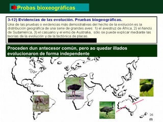 Probas bioxeográficas




Proceden dun antecesor común, pero ao quedar illados
evolucionaron de forma independente
 