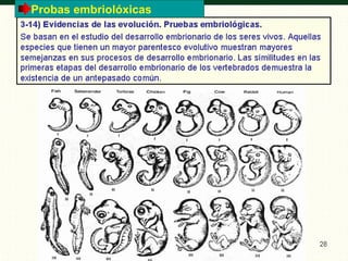 Probas embriolóxicas
 