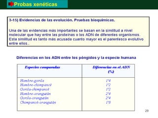 Probas xenéticas
 