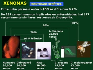 XENOMAS           IDENTIDADE XENÉTICA
Entre unha persoa e outra o ADN só difire nun 0.2%
De 289 xenes humanos implicados en enfermidades, hai 177
cercanamente similares aos xenes da Drosophila.

                                                 60%
                              20%

                                A. thaliana
                   70%
                                25,000
                                xenes
               95% idéntico




 Humanos Chimpancé     Rato         C. elegans   D. melanogaster
 30,000  30,000        30,000       19,000       13,000
 xenes   xenes         xenes        xenes        xenes
 