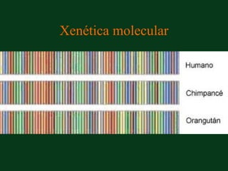 Xenética molecular
 