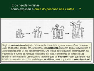 E os neodarwinistas,
como explican a orixe do pescozo nas xirafas … ?
 