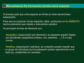 Mecanismos Da formación dunha nova especie

O proceso polo que unha especie se divide en dúas denomínase
especiación
Para que se produzan novas especies, debe producirse un ILLAMIENTO
dunha poboación que impida o intercambio xenético
As principais formas de illamento son:

  Xeográfico: (especiación por illamento): as especies quedan illadas
  por accidentes xeográficos (mares, ríos, desertos, …). É a máis
  común

  Xenético: (especiación cuántica): as mutacións poden impedir que
 un grupo de individuos dunha poboación poidan reproducirse co el
 resto (ej.: poliploidias en vexetais)
 