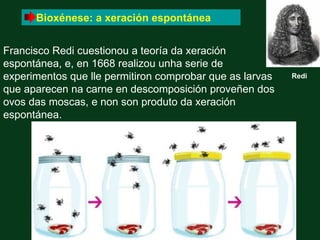 Bioxénese: a xeración espontánea


Francisco Redi cuestionou a teoría da xeración
espontánea, e, en 1668 realizou unha serie de
experimentos que lle permitiron comprobar que as larvas   Redi

que aparecen na carne en descomposición proveñen dos
ovos das moscas, e non son produto da xeración
espontánea.
 