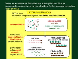 Todas estas moléculas formadas nos mares primitivos fóronse
acumulando e aumentando en complexidade (polimerización) creando a
“sopa primitiva”
 