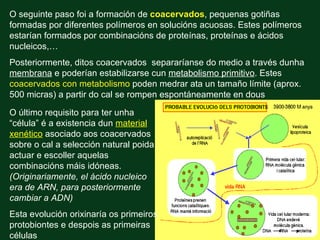 O seguinte paso foi a formación de coacervados, pequenas gotiñas
formadas por diferentes polímeros en solucións acuosas. Estes polímeros
estarían formados por combinacións de proteínas, proteínas e ácidos
nucleicos,…
Posteriormente, ditos coacervados separaríanse do medio a través dunha
membrana e poderían estabilizarse cun metabolismo primitivo. Estes
coacervados con metabolismo poden medrar ata un tamaño límite (aprox.
500 micras) a partir do cal se rompen espontáneamente en dous

O último requisito para ter unha
“célula” é a existencia dun material
xenético asociado aos coacervados
sobre o cal a selección natural poida
actuar e escoller aquelas
combinacións máis idóneas.
(Originariamente, el ácido nucleico
era de ARN, para posteriormente
cambiar a ADN)
Esta evolución orixinaría os primeiros
protobiontes e despois as primeiras
células
 