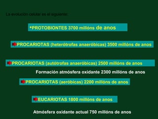 La evolución celular es el siguiente:


              •PROTOBIONTES 3700 millóns de anos

      PROCARIOTAS (heterótrofas anaeróbicas) 3500 millóns de anos



   PROCARIOTAS (autótrofas anaeróbicas) 2500 millóns de anos
                 Formación atmósfera oxidante 2300 millóns de anos

           PROCARIOTAS (aeróbicas) 2200 millóns de anos


                   EUCARIOTAS 1800 millóns de anos

                Atmósfera oxidante actual 750 millóns de anos
 