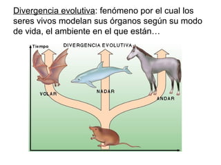Divergencia evolutiva : fenómeno por el cual los seres vivos modelan sus órganos según su modo de vida, el ambiente en el que están… 