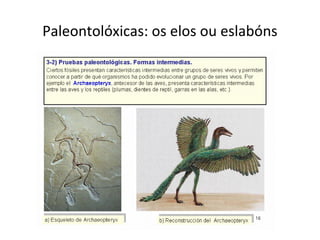 Paleontolóxicas: os elos ou eslabóns
 