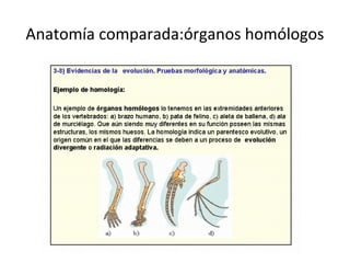 Anatomía comparada:órganos homólogos
 