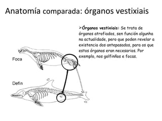 Anatomía comparada: órganos vestixiais
                   ➢Órganos vestixiais: Se trata de
                   órganos atrofiados, sen función algunha
                   na actualidade, pero que poden revelar a
                   existencia dos antepasados, para os que
                   estos órganos eran necesarios. Por
                   exemplo, nos golfinños e focas.
 