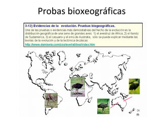 Probas bioxeográficas
 