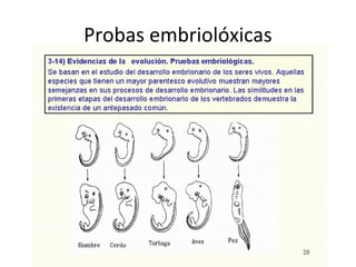 Probas embriolóxicas
 