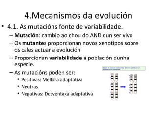 4.Mecanismos da evolución
• 4.1. As mutacións fonte de variabilidade.
  – Mutación: cambio ao chou do AND dun ser vivo
  – Os mutantes proporcionan novos xenotipos sobre
    os cales actuar a evolución
  – Proporcionan variabilidade á población dunha
    especie.
  – As mutacións poden ser:
     • Positivas: Mellora adaptativa
     • Neutras
     • Negativas: Desventaxa adaptativa
 