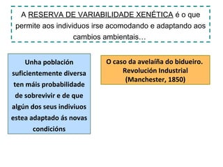 A RESERVA DE VARIABILIDADE XENÉTICA é o que
 permite aos individuos irse acomodando e adaptando aos
                   cambios ambientais…


     Unha población        O caso da avelaíña do bidueiro.
suficientemente diversa         Revolución Industrial
                                 (Manchester, 1850)
 ten máis probabilidade
  de sobrevivir e de que
algún dos seus indiviuos
estea adaptado ás novas
       condicións
 