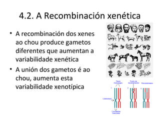 4.2. A Recombinación xenética
• A recombinación dos xenes
  ao chou produce gametos
  diferentes que aumentan a
  variabilidade xenética
• A unión dos gametos é ao
  chou, aumenta esta
  variabilidade xenotípica
 