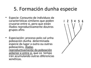 5. Formación dunha especie
• Especie: Conxunto de individuos de
  características similares que poden
  cruzarse entre si, pero que están
  illados reproductivamente doutros
  grupos afíns

• Especiación: proceso polo cal unha
  poboación dunha determinada
  especie da lugar a outra ou outras
  poboacións, illadas
  reproductivamente da poboación
  anterior e entre si, que co tempo
  irán acumulando outras diferencias
  xenéticas.
 