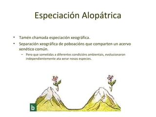 Especiación Alopátrica

•   Tamén chamada especiación xeográfica.
•   Separación xeográfica de poboacións que comparten un acervo
    xenético común.
     – Pero que sometidas a diferentes condicións ambientais, evolucionaron
       independientemente ata xerar novas especies.
 