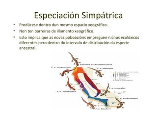 Especiación Simpátrica
•   Prodúcese dentro dun mesmo espacio xeográfico.
•   Non ten barreiras de illamento xeográfico.
•   Esto implica que as novas poboacións empreguen nichos ecolóxicos
    diferentes pero dentro do intervalo de distribución da especie
    ancestral.
 
