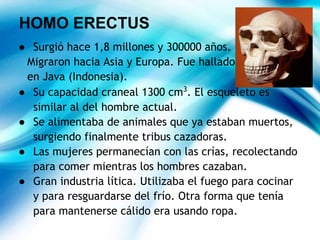 HOMO ERECTUS
● Surgió hace 1,8 millones y 300000 años.
Migraron hacia Asia y Europa. Fue hallado
en Java (Indonesia).
● Su capacidad craneal 1300 cm3
. El esqueleto es
similar al del hombre actual.
● Se alimentaba de animales que ya estaban muertos,
surgiendo finalmente tribus cazadoras.
● Las mujeres permanecían con las crías, recolectando
para comer mientras los hombres cazaban.
● Gran industria lítica. Utilizaba el fuego para cocinar
y para resguardarse del frío. Otra forma que tenía
para mantenerse cálido era usando ropa.
 
