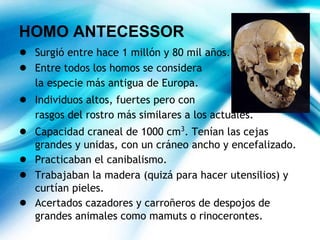 HOMO ANTECESSOR
● Surgió entre hace 1 millón y 80 mil años.
● Entre todos los homos se considera
la especie más antigua de Europa.
● Individuos altos, fuertes pero con
rasgos del rostro más similares a los actuales.
● Capacidad craneal de 1000 cm3
. Tenían las cejas
grandes y unidas, con un cráneo ancho y encefalizado.
● Practicaban el canibalismo.
● Trabajaban la madera (quizá para hacer utensilios) y
curtían pieles.
● Acertados cazadores y carroñeros de despojos de
grandes animales como mamuts o rinocerontes.
 
