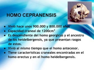 HOMO CEPRANENSIS
● Vivió hace unos 900.000 y 800.000 años
● Capacidad craneal de 1200cm3
● Es descendiente del homo georgicus y el ancestro
de los heidelbergensis, ya que presentan rasgos
de estos.
● Vivió al mismo tiempo que el homo antecesor.
● Tiene características craneales encontradas en el
homo erectus y en el homo heidelbergensis.
 