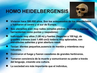HOMO HEIDELBERGENSIS
● Vivieron hace 500.000 años. Son los antepasados de los neandertales
y habitaron el centro y el sur de Europa.
● Sus utensilios eran muy rudos (simples piedras de cortar y algunas
herramientas como puntas y raspadores)
● Individuos muy altos (1,80 m) y fuertes (llegarían a 100 kg), de
grandes cráneos (casi 1.400 cm3) todavía muy aplanados, con
mandíbulas salientes y gran abertura nasal.
● Tenían dientes pequeños,ausencia de mentón y miembros muy
robustos.
● Dominaron el fuego y fueron cazadores de grandes herbívoros.
● Tomaron conciencia de la muerte y comunicaron su poder a través
del lenguaje, creando una cultura.
● La sociedad era más importante que el individuo,
 