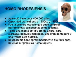 HOMO RHODESIENSIS
● Apareció hace unos 400.000 años.
● Capacidad craneal entre 1250cc y 1350cc
● Fue la primera especie que pudo construir
herramientas compuestas como la lanza.
● Tenía una media de 180 cm de altura, cara
alargada, pómulos marcados, una gran dentadura y
una frente algo huidiza.
● Desapareció hace aproximadamente 150.000 años.
De ellos surgimos los Homo sapiens.
 