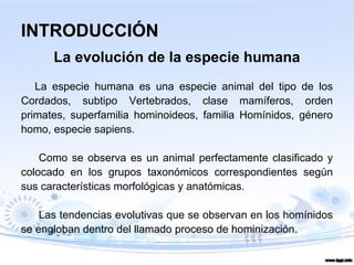 INTRODUCCIÓN
La evolución de la especie humana
La especie humana es una especie animal del tipo de los
Cordados, subtipo Vertebrados, clase mamíferos, orden
primates, superfamilia hominoideos, familia Homínidos, género
homo, especie sapiens.
Como se observa es un animal perfectamente clasificado y
colocado en los grupos taxonómicos correspondientes según
sus características morfológicas y anatómicas.
Las tendencias evolutivas que se observan en los homínidos
se engloban dentro del llamado proceso de hominización.
 