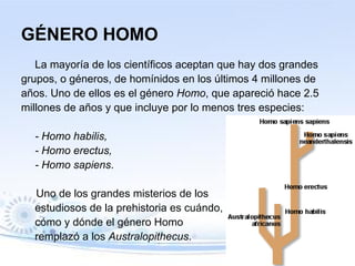 GÉNERO HOMO
La mayoría de los científicos aceptan que hay dos grandes
grupos, o géneros, de homínidos en los últimos 4 millones de
años. Uno de ellos es el género Homo, que apareció hace 2.5
millones de años y que incluye por lo menos tres especies:
- Homo habilis,
- Homo erectus,
- Homo sapiens.
Uno de los grandes misterios de los
estudiosos de la prehistoria es cuándo,
cómo y dónde el género Homo
remplazó a los Australopithecus.
 