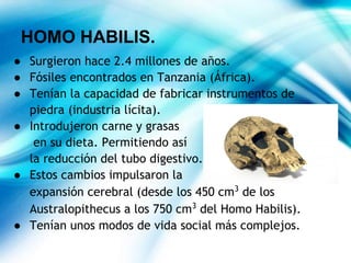 ● Surgieron hace 2.4 millones de años.
● Fósiles encontrados en Tanzania (África).
● Tenían la capacidad de fabricar instrumentos de
piedra (industria lícita).
● Introdujeron carne y grasas
en su dieta. Permitiendo así
la reducción del tubo digestivo.
● Estos cambios impulsaron la
expansión cerebral (desde los 450 cm3
de los
Australopithecus a los 750 cm3
del Homo Habilis).
● Tenían unos modos de vida social más complejos.
HOMO HABILIS.
 