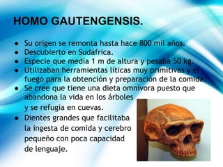 HOMO GAUTENGENSIS.
● Su origen se remonta hasta hace 800 mil años.
● Descubierto en Sudáfrica.
● Especie que medía 1 m de altura y pesaba 50 kg.
● Utilizaban herramientas líticas muy primitivas y el
fuego para la obtención y preparación de la comida.
● Se cree que tiene una dieta omnívora puesto que
abandona la vida en los árboles
y se refugia en cuevas.
● Dientes grandes que facilitaba
la ingesta de comida y cerebro
pequeño con poca capacidad
de lenguaje.
 