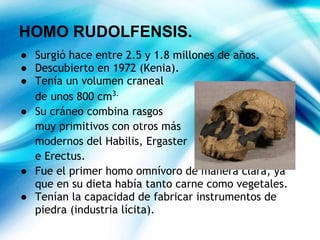 HOMO RUDOLFENSIS.
● Surgió hace entre 2.5 y 1.8 millones de años.
● Descubierto en 1972 (Kenia).
● Tenía un volumen craneal
de unos 800 cm3.
● Su cráneo combina rasgos
muy primitivos con otros más
modernos del Habilis, Ergaster
e Erectus.
● Fue el primer homo omnívoro de manera clara, ya
que en su dieta había tanto carne como vegetales.
● Tenían la capacidad de fabricar instrumentos de
piedra (industria lícita).
 