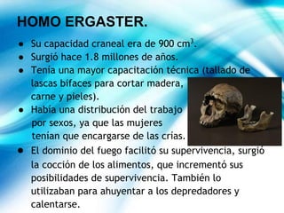 HOMO ERGASTER.
● Su capacidad craneal era de 900 cm3
.
● Surgió hace 1.8 millones de años.
● Tenía una mayor capacitación técnica (tallado de
lascas bifaces para cortar madera,
carne y pieles).
● Había una distribución del trabajo
por sexos, ya que las mujeres
tenían que encargarse de las crías.
● El dominio del fuego facilitó su supervivencia, surgió
la cocción de los alimentos, que incrementó sus
posibilidades de supervivencia. También lo
utilizaban para ahuyentar a los depredadores y
calentarse.
 