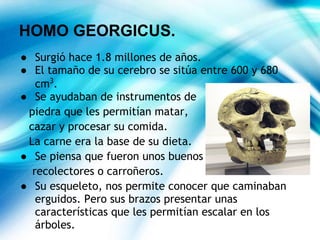 HOMO GEORGICUS.
● Surgió hace 1.8 millones de años.
● El tamaño de su cerebro se sitúa entre 600 y 680
cm3
.
● Se ayudaban de instrumentos de
piedra que les permitían matar,
cazar y procesar su comida.
La carne era la base de su dieta.
● Se piensa que fueron unos buenos
recolectores o carroñeros.
● Su esqueleto, nos permite conocer que caminaban
erguidos. Pero sus brazos presentar unas
características que les permitían escalar en los
árboles.
 