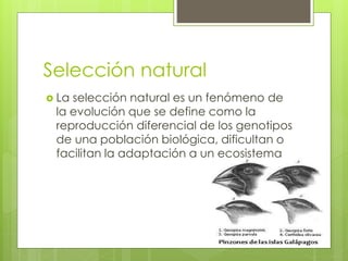Selección natural
 La selección natural es un fenómeno de
la evolución que se define como la
reproducción diferencial de los genotipos
de una población biológica, dificultan o
facilitan la adaptación a un ecosistema
 