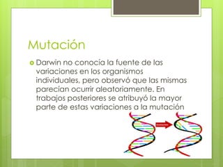 Mutación
 Darwin no conocía la fuente de las
variaciones en los organismos
individuales, pero observó que las mismas
parecían ocurrir aleatoriamente. En
trabajos posteriores se atribuyó la mayor
parte de estas variaciones a la mutación
 