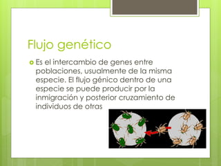 Flujo genético
 Es el intercambio de genes entre
poblaciones, usualmente de la misma
especie. El flujo génico dentro de una
especie se puede producir por la
inmigración y posterior cruzamiento de
individuos de otras
 