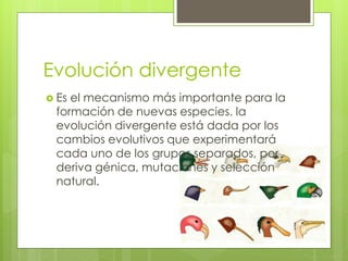 Evolución divergente
 Es el mecanismo más importante para la
formación de nuevas especies. la
evolución divergente está dada por los
cambios evolutivos que experimentará
cada uno de los grupos separados, por
deriva génica, mutaciones y selección
natural.
 