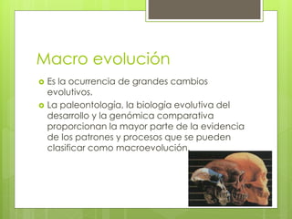 Macro evolución
 Es la ocurrencia de grandes cambios
evolutivos.
 La paleontología, la biología evolutiva del
desarrollo y la genómica comparativa
proporcionan la mayor parte de la evidencia
de los patrones y procesos que se pueden
clasificar como macroevolución.
 